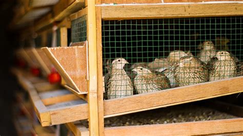 best quail coop design|15 DIY Quail Cage Plans and Ideas for Every Poultry。